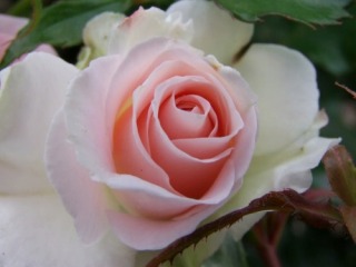 ���[�U�E�Â����̎ʐ^