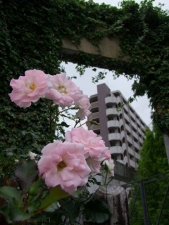 ���[�U�E�Â����̎ʐ^