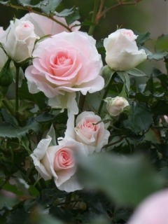 ���[�U�E�Â����̎ʐ^