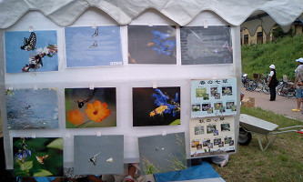 ����g���{�̔��ł���ʐ^