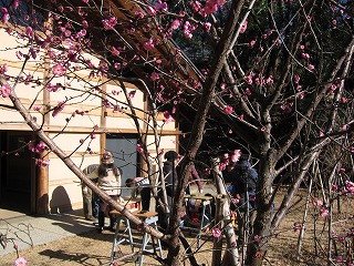 �g�~�̍炭�ڂ��傤���J��