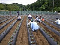 芋の苗植えイベント写真