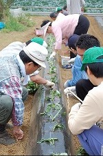 芋の苗植えイベント写真