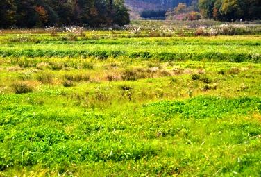 �G���������΂��Ă���c