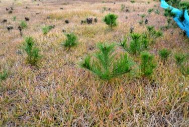 �S���t��̎Ő�