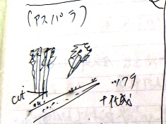 �A�X�p���̍���