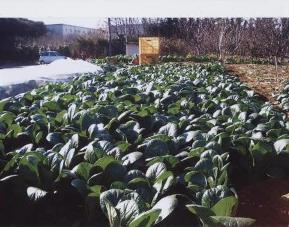 �R�}�c�i�̔�